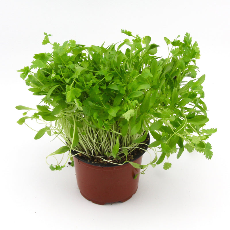 Micro Herbs Coriander (Punnet)