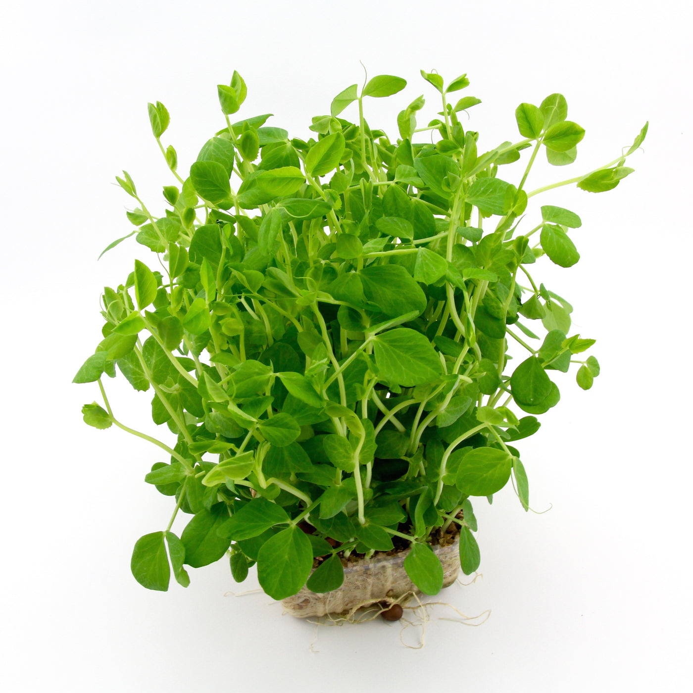 Micro Herbs Snow Pea (Punnet)