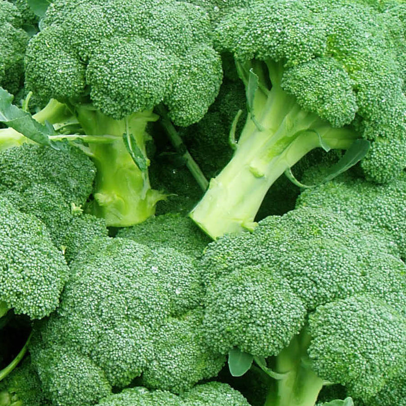 Broccoli (Head) - Each
