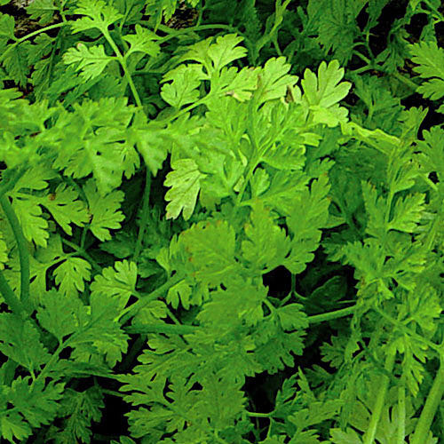 Chervil (Bunch)