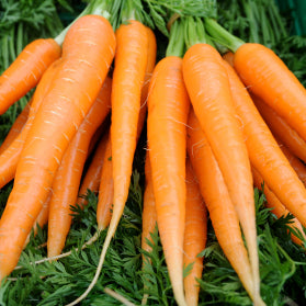 Carrots Dutch (Bunch)