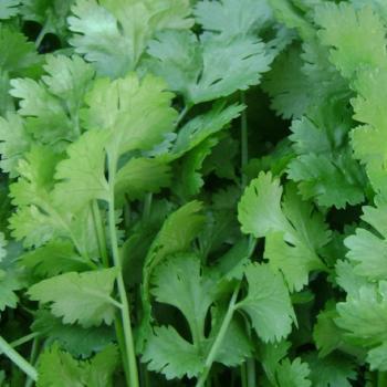 Coriander (Bunch)
