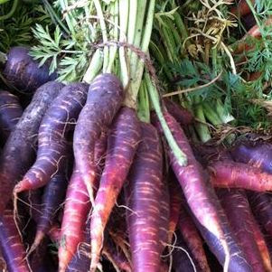 Carrots Dutch Purple (Bunch)