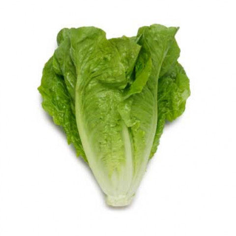 Cos Lettuce - Organic Each