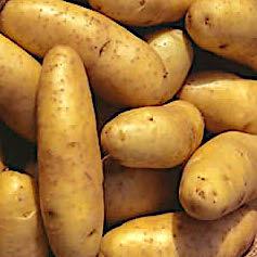 Potatoes Kifler (Kg)