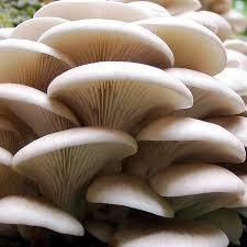 Mushrooms Oyster (Punnet)