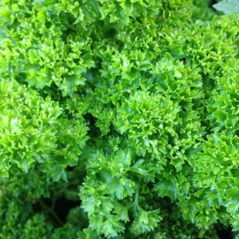 Parsley Small (Bunch)