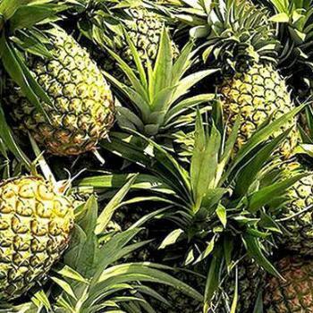 Pineapples (Each)