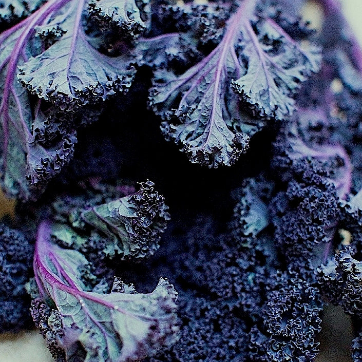 Kale Purple (Bunch)