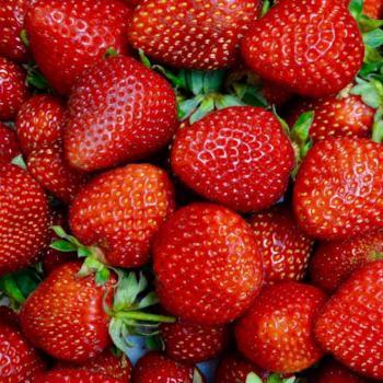 Strawberries Extra Lge (Punnet)