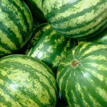 Watermelon Seedless (Kg)