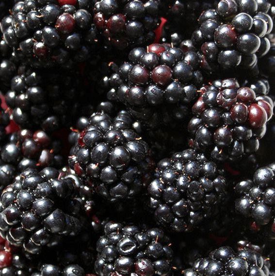 Blackberries (Punnet)