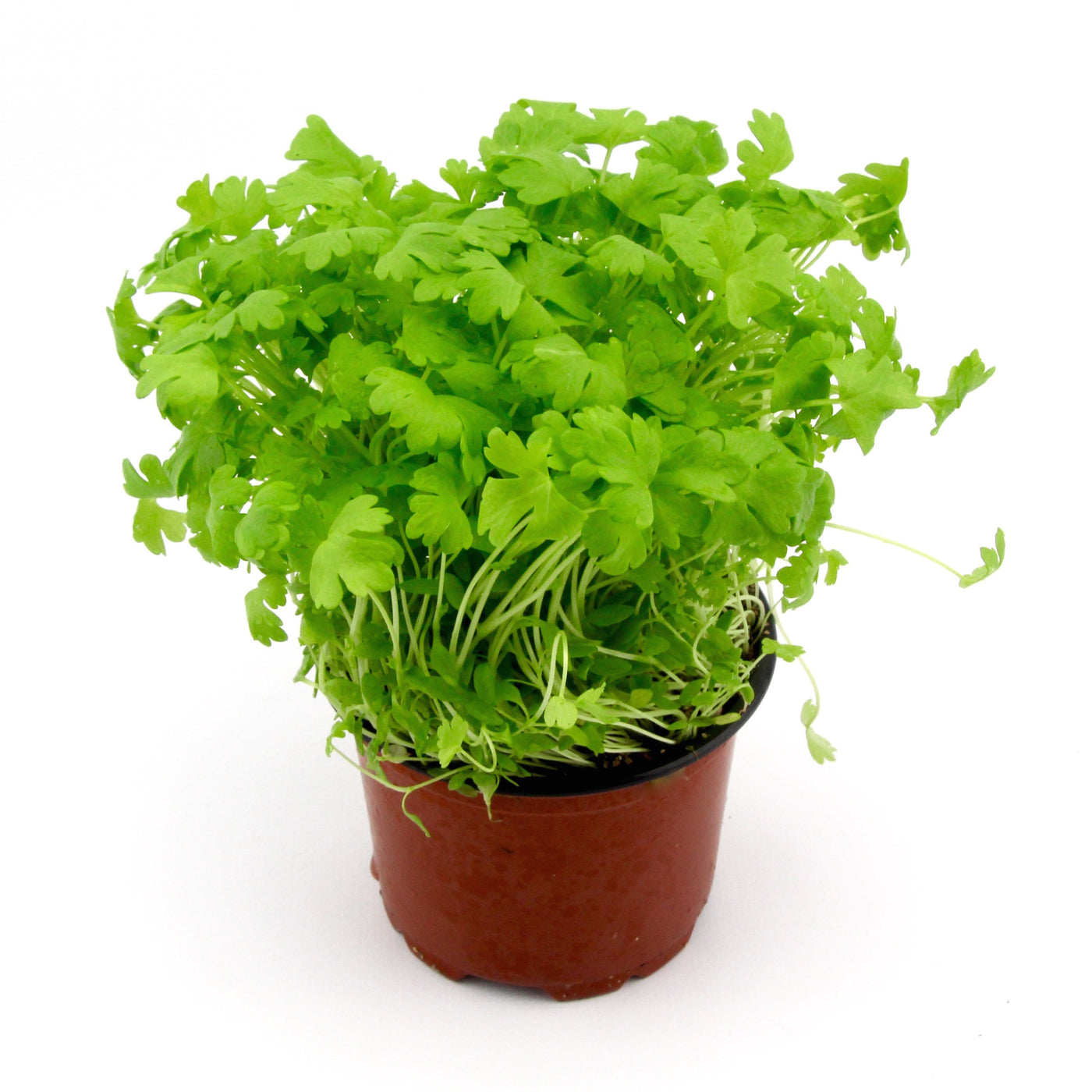 Micro Herbs Celery (Punnet)