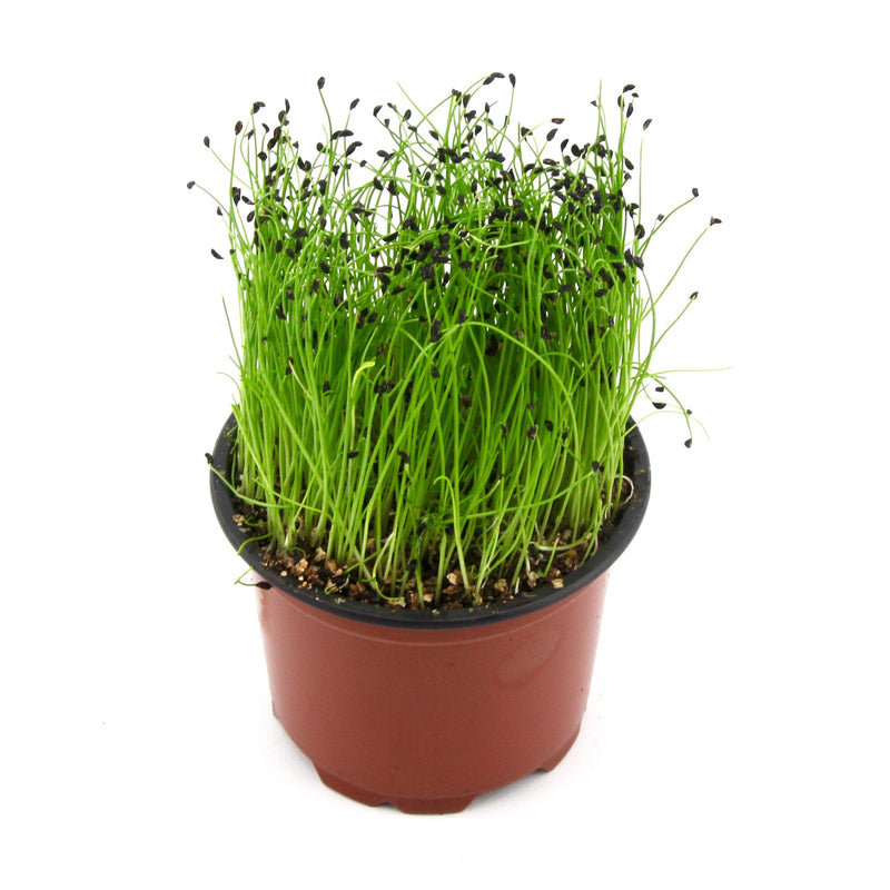 Micro Herbs Chives (Punnet)