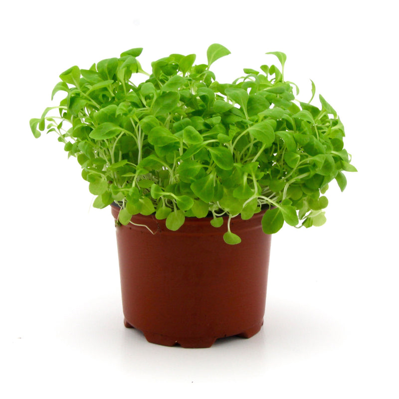Micro Herbs Marche (Punnet)