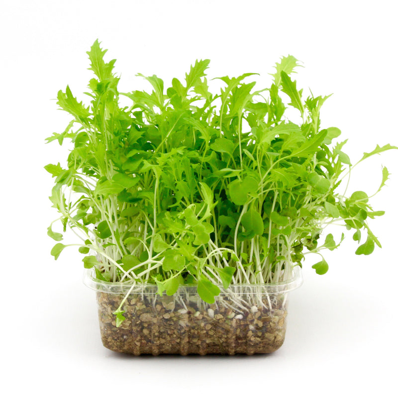 Micro Herbs Mizuna (Punnet)