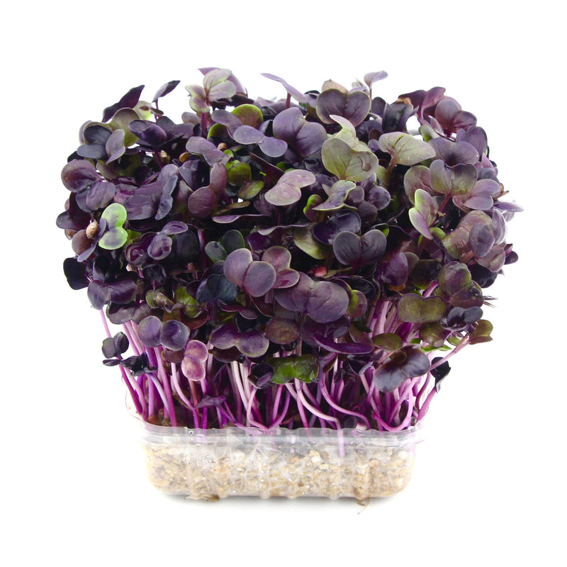 Micro Herbs Raddish (Punnet)