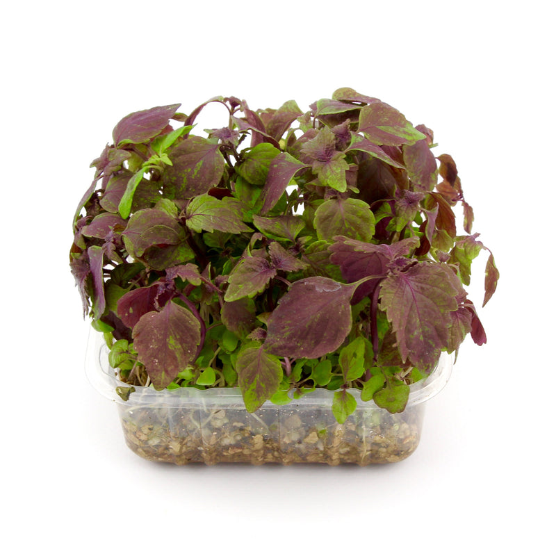 Micro Herbs Red Shiso (Punnet)