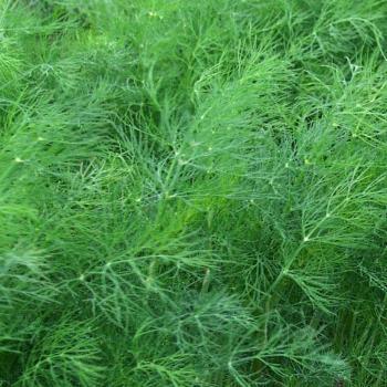 Dill (Bunch)