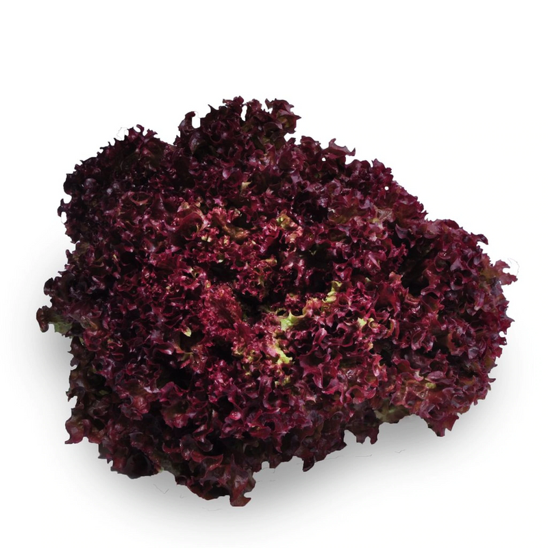 Coral Lettuce Red