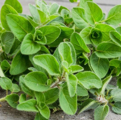 Oregano (Bunch)