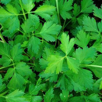 Continental Parsley (Bunch)