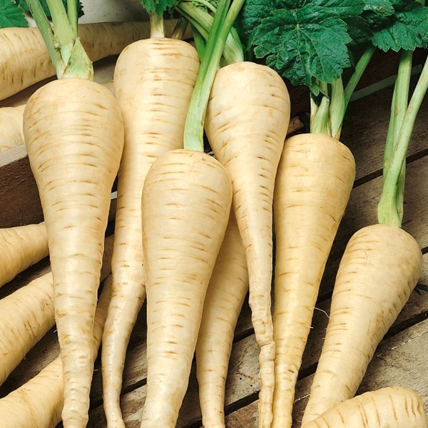 Parsnips (Kg)