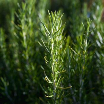 Rosemary (Bunch)